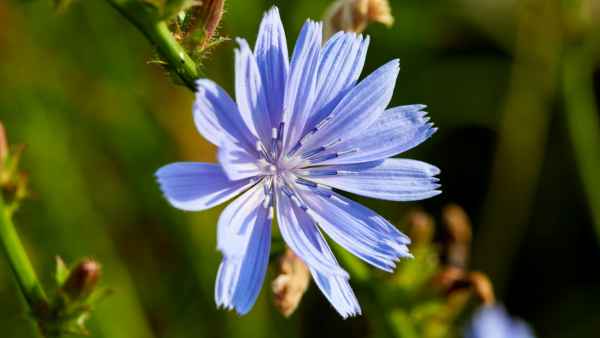 Чем полезен цикорий? Чем полезен цикорий?